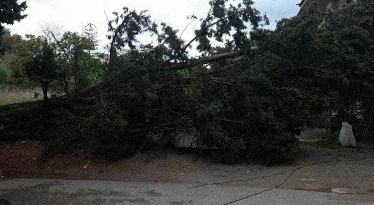 Albero crolla sull'A20 e schiaccia un'auto: automobilista muore sul colpo nel palermitano