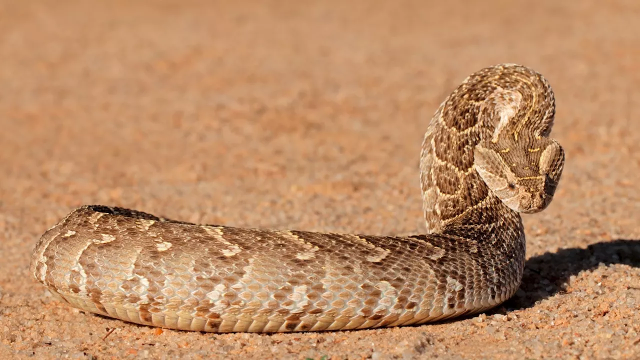 For the first time, fossil snake traces found in South Africa