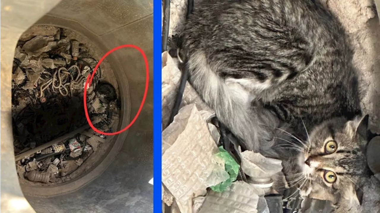 Frantic feline found at cell phone tower base, rescued from certain death