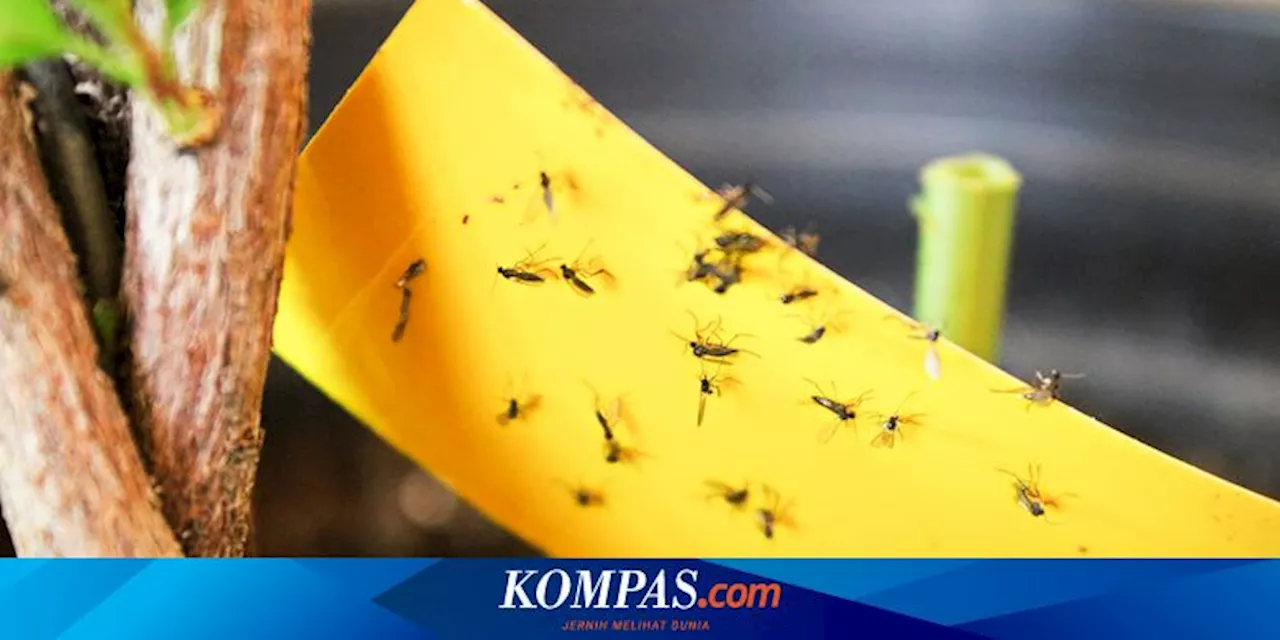 4 Cara Membasmi Agas Jamur dari Tanaman