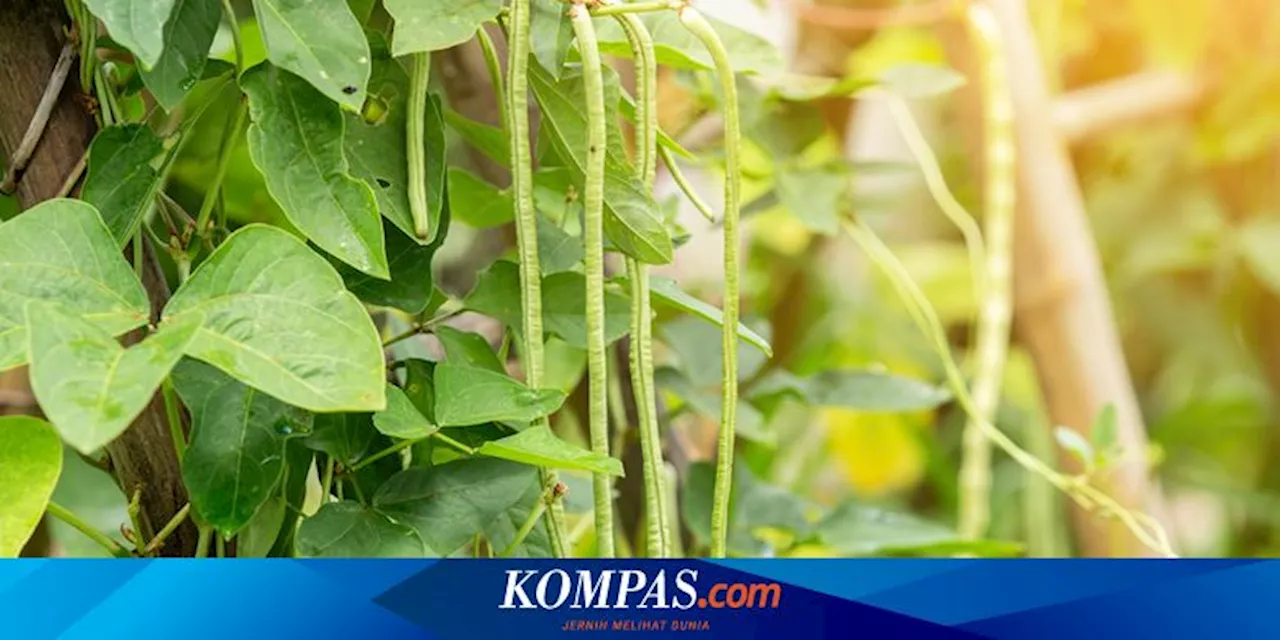 Cara Menanam Kacang Panjang, Bisa Dipanen Setelah 45 Hari