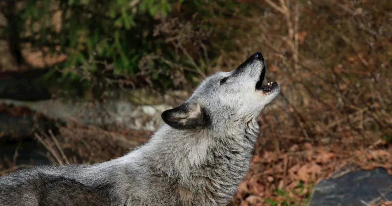 Siebter Wolf in Kärnten legal abgeschossen