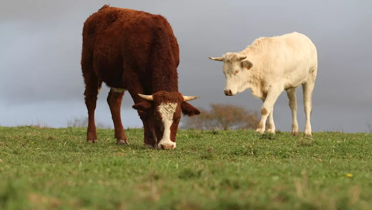 2 cas confirmés de maladie hémorragique épizootique dans le Gers