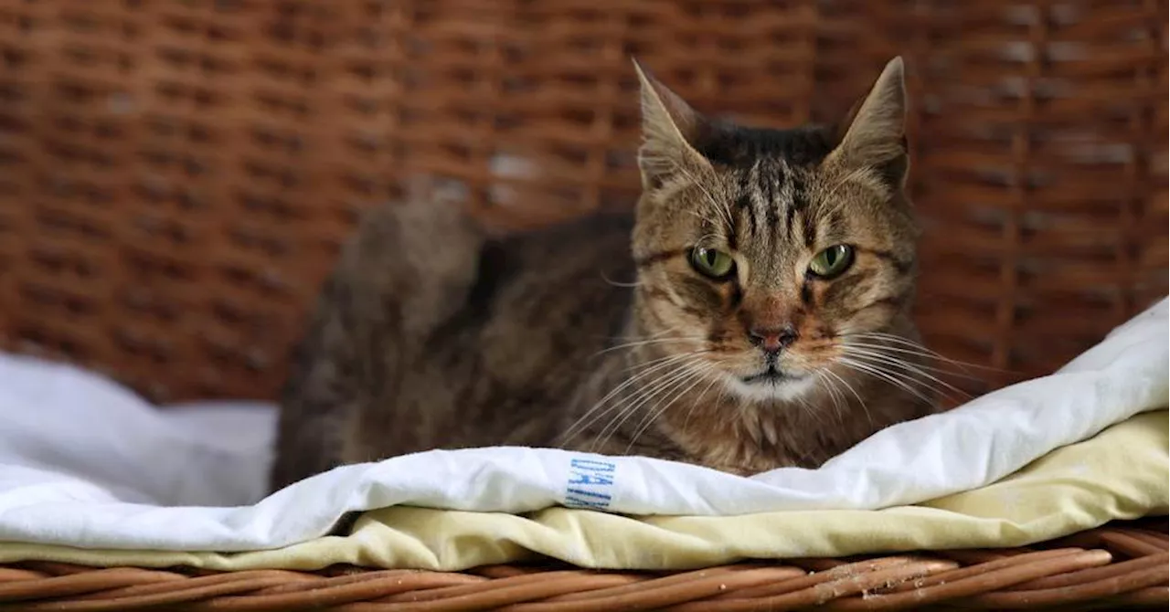 Allergie aux chats : début d'un essai clinique pour développer un vaccin