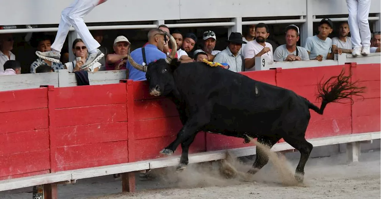 Arles : le taureau Castella de la manade Saumade étrenne brillamment son titre de Biòu d'or