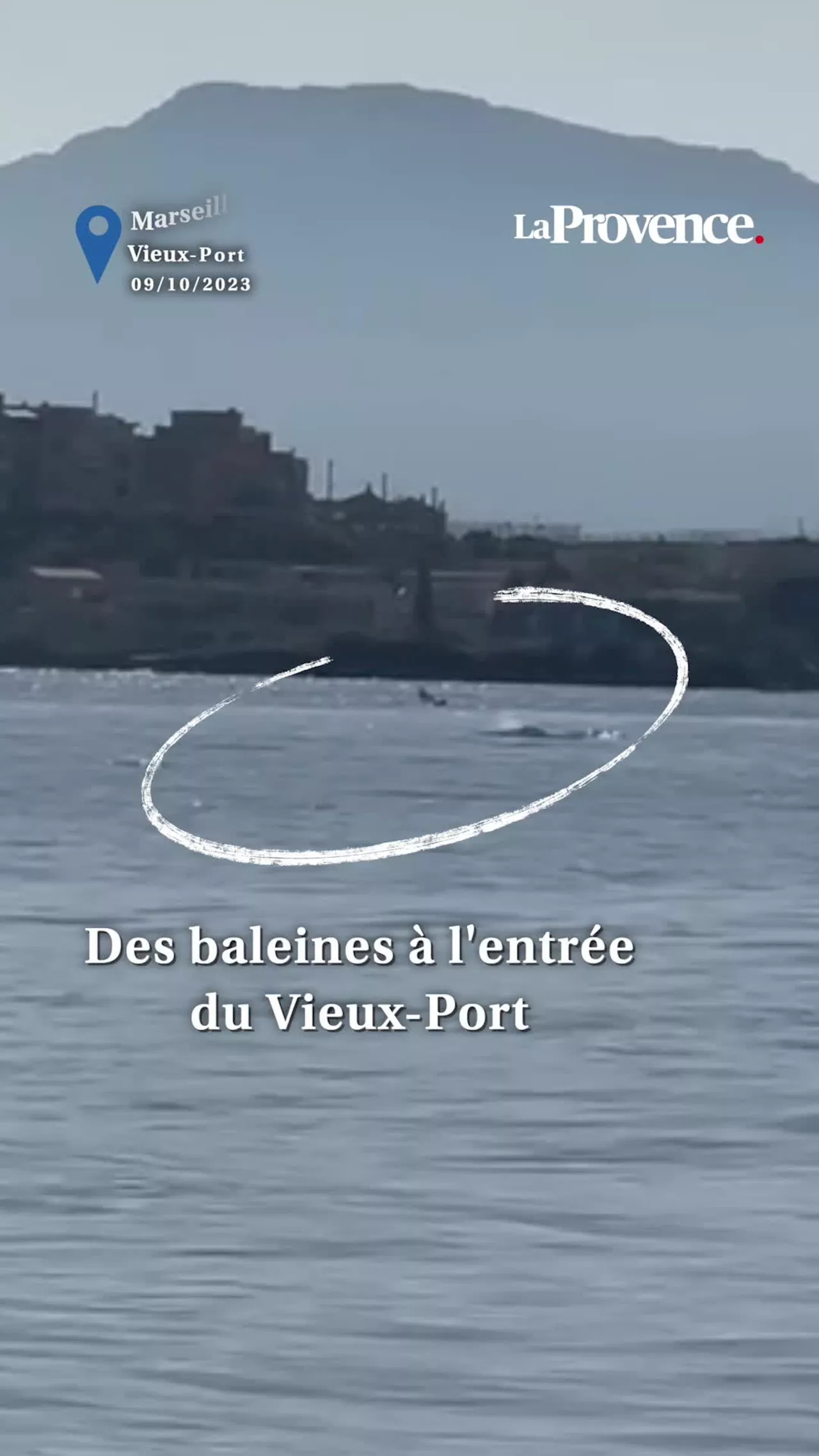 Des baleines ont été aperçues à l'entrée du Vieux-Port ce matin