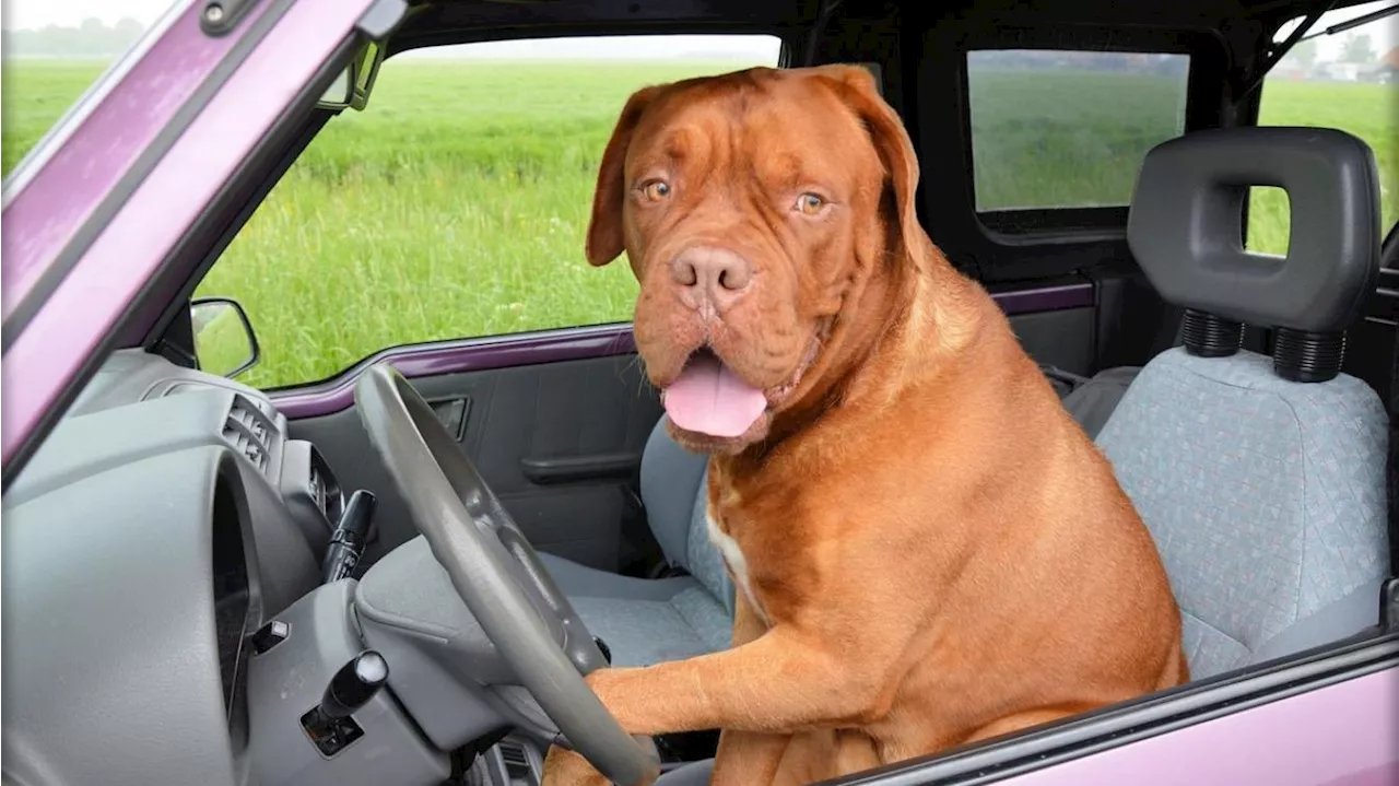 Un chien a-t-il le droit d’être à l’avant de la voiture ou sur les genoux du conducteur, faut-il l’attacher?