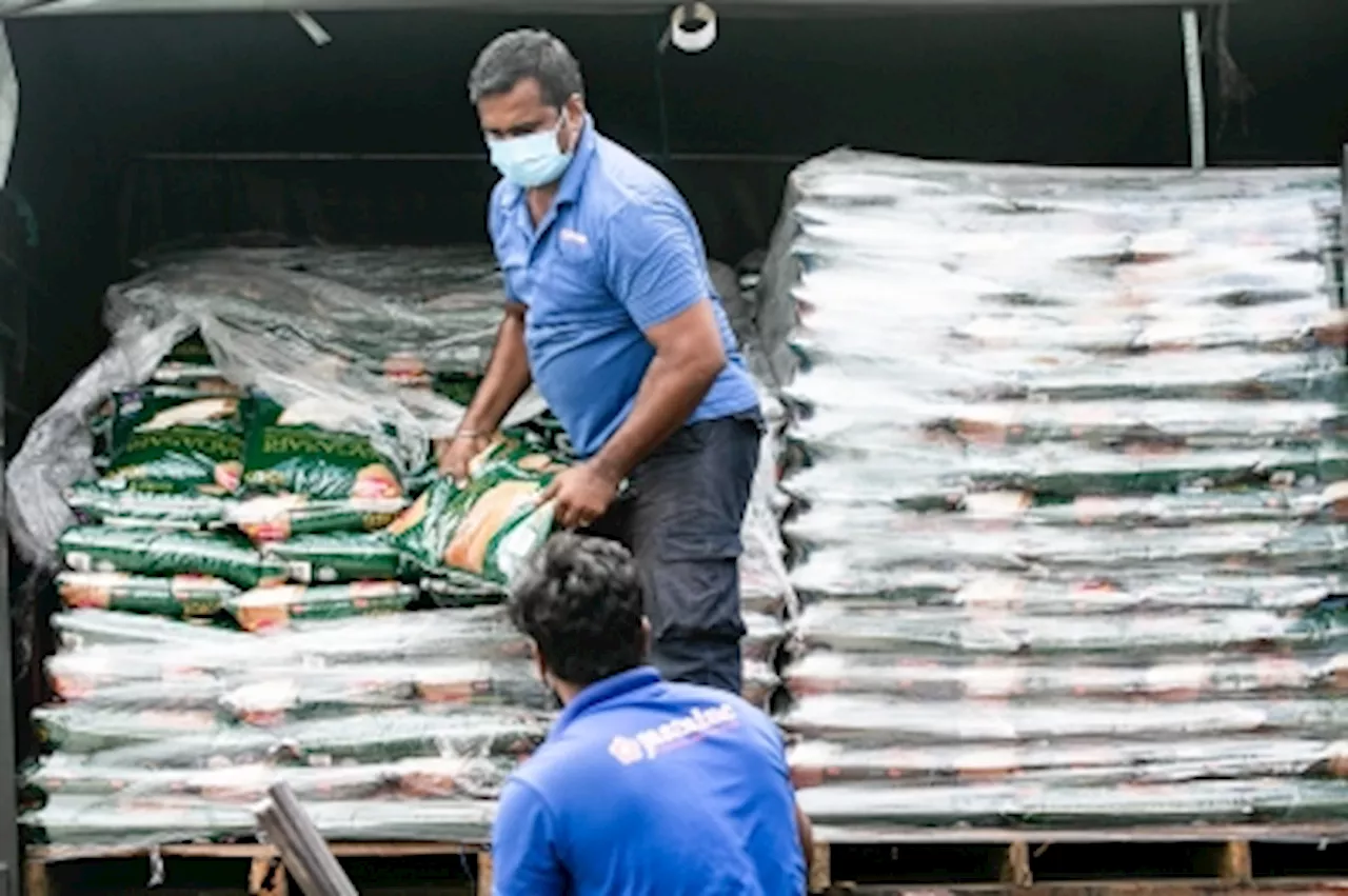 As Malaysians fuss over its local rice price, agroecological researchers say a bigger crisis is brewing