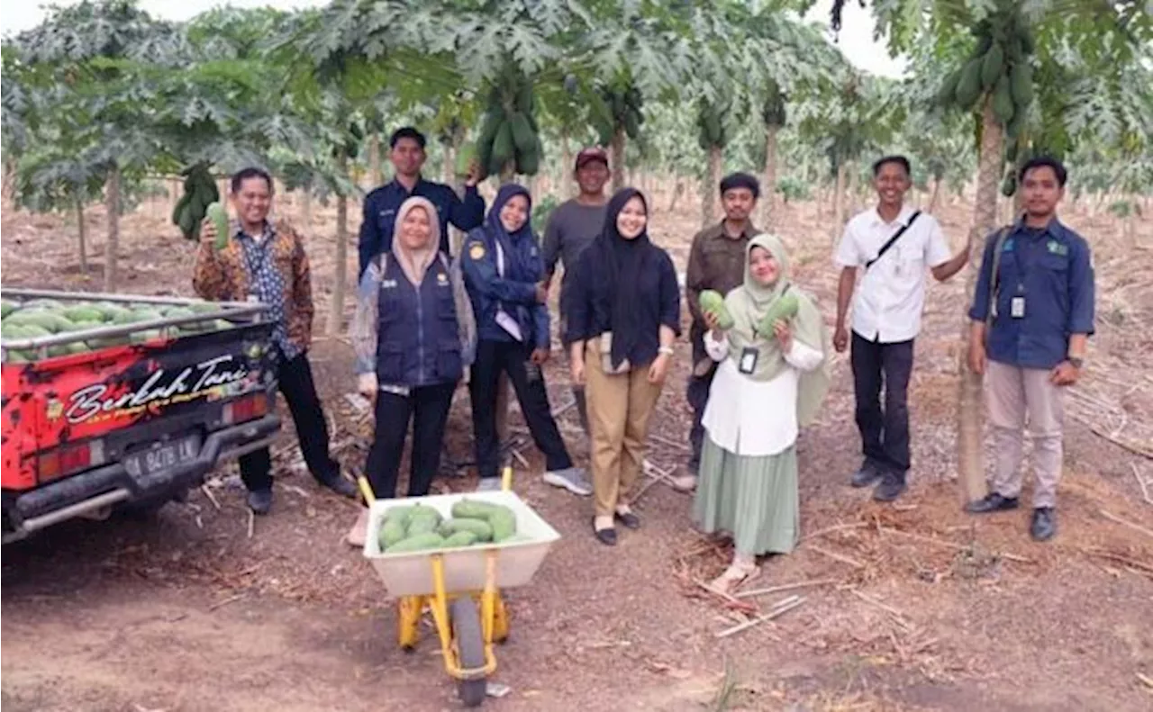 Kendati El Nino Melanda, Agripreneur Muda Masih Tetap Berjaya