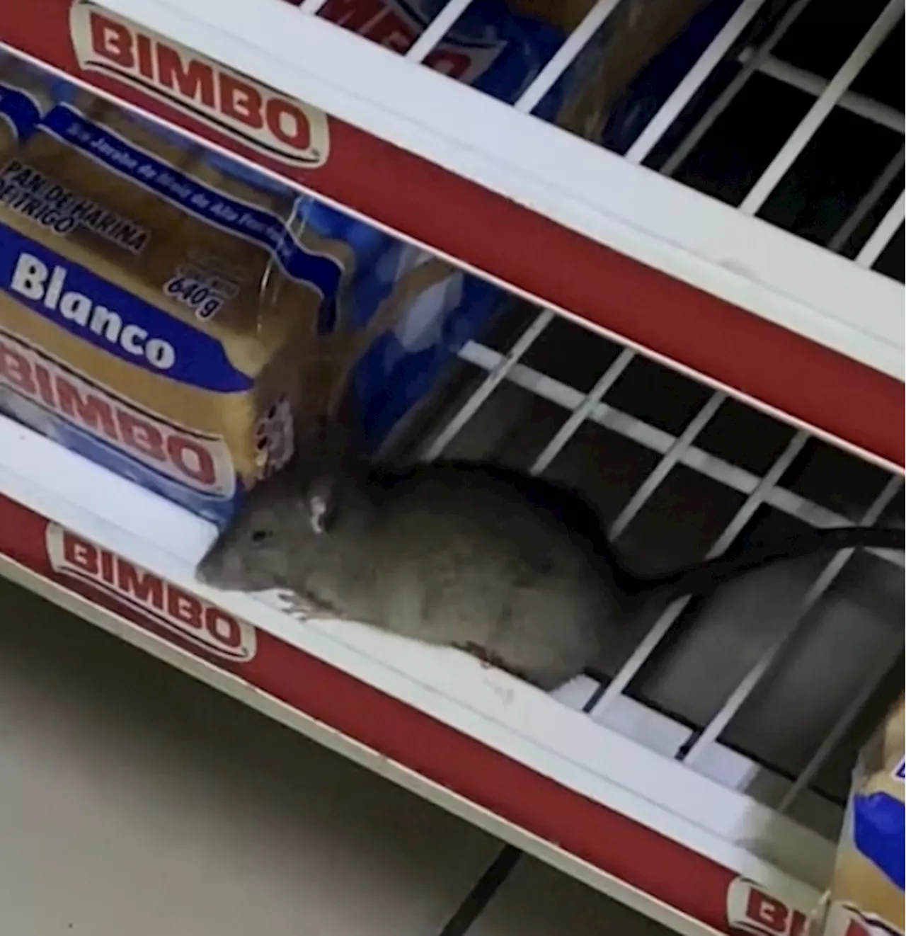 Roedor se toma un descanso entre el pan de un supermercado