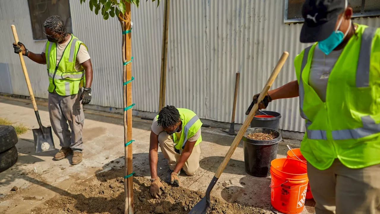 The surprising way that millions of new trees could transform America