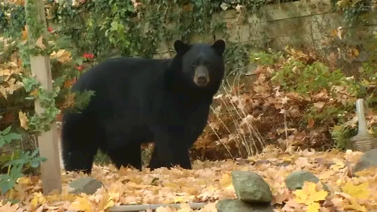 Black bear hunting season opens in NJ What to know