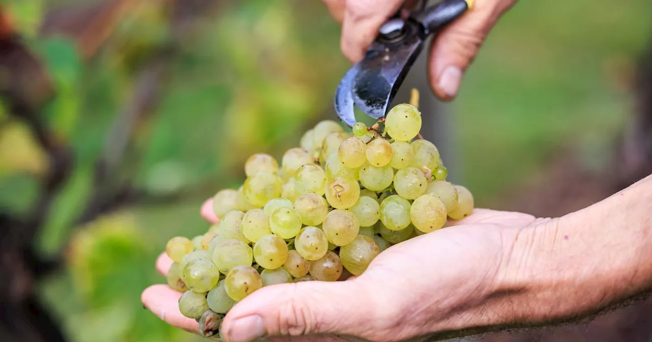 Study shows surprising health benefit of grapes as we get older