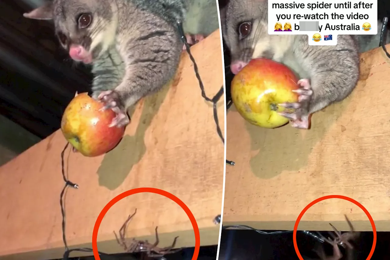 Mom feeding possum oblivious to gigantic huntsman spider right under her nose