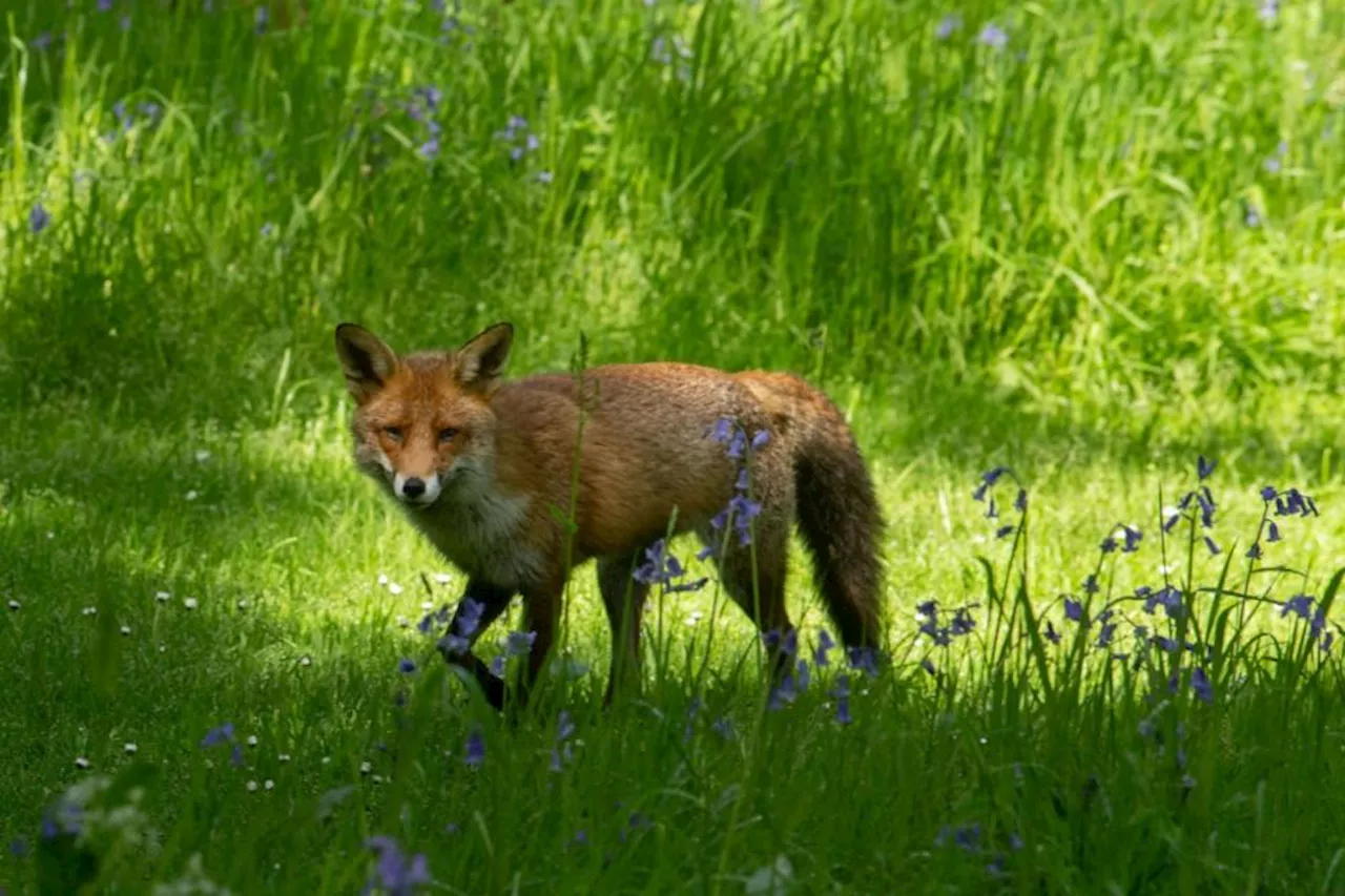 Government has no evidence to back up nature recovery claims, say campaigners