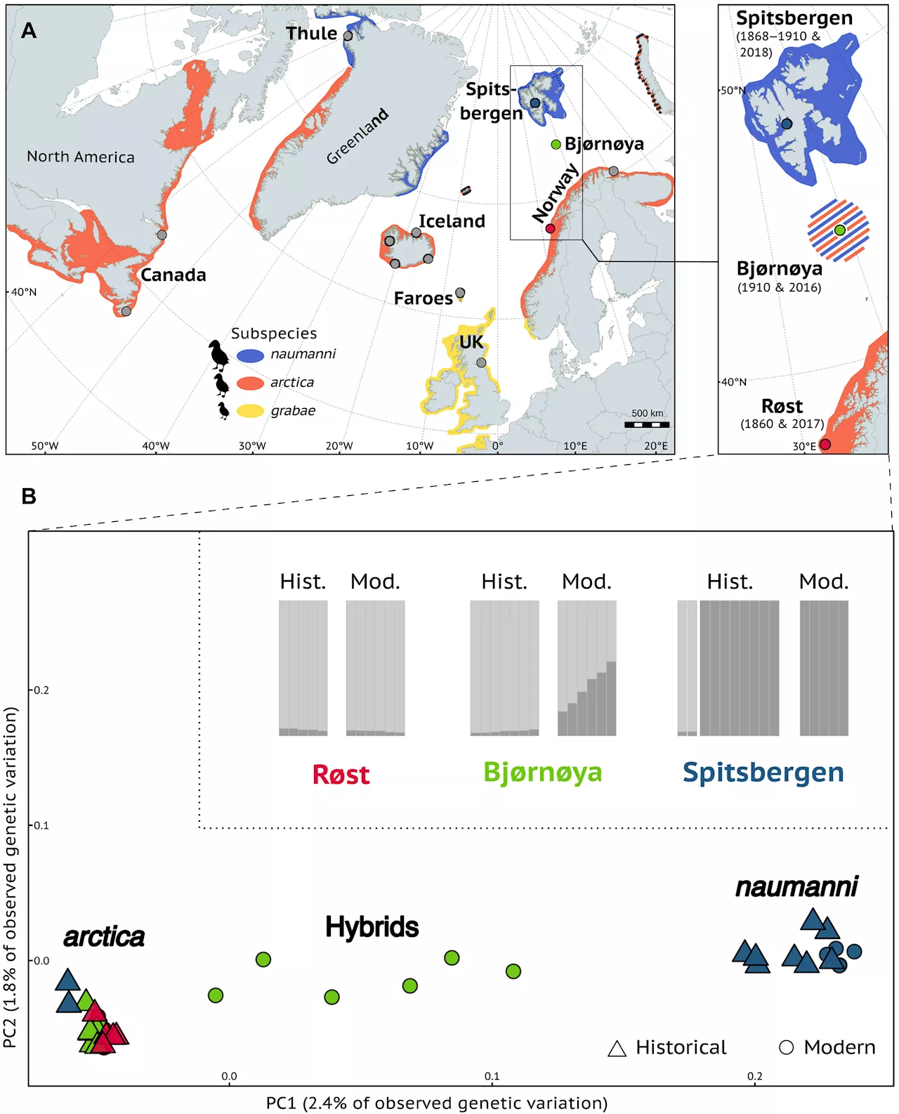 Hybridization of Atlantic puffins in the Arctic coincides with 20th-century climate change