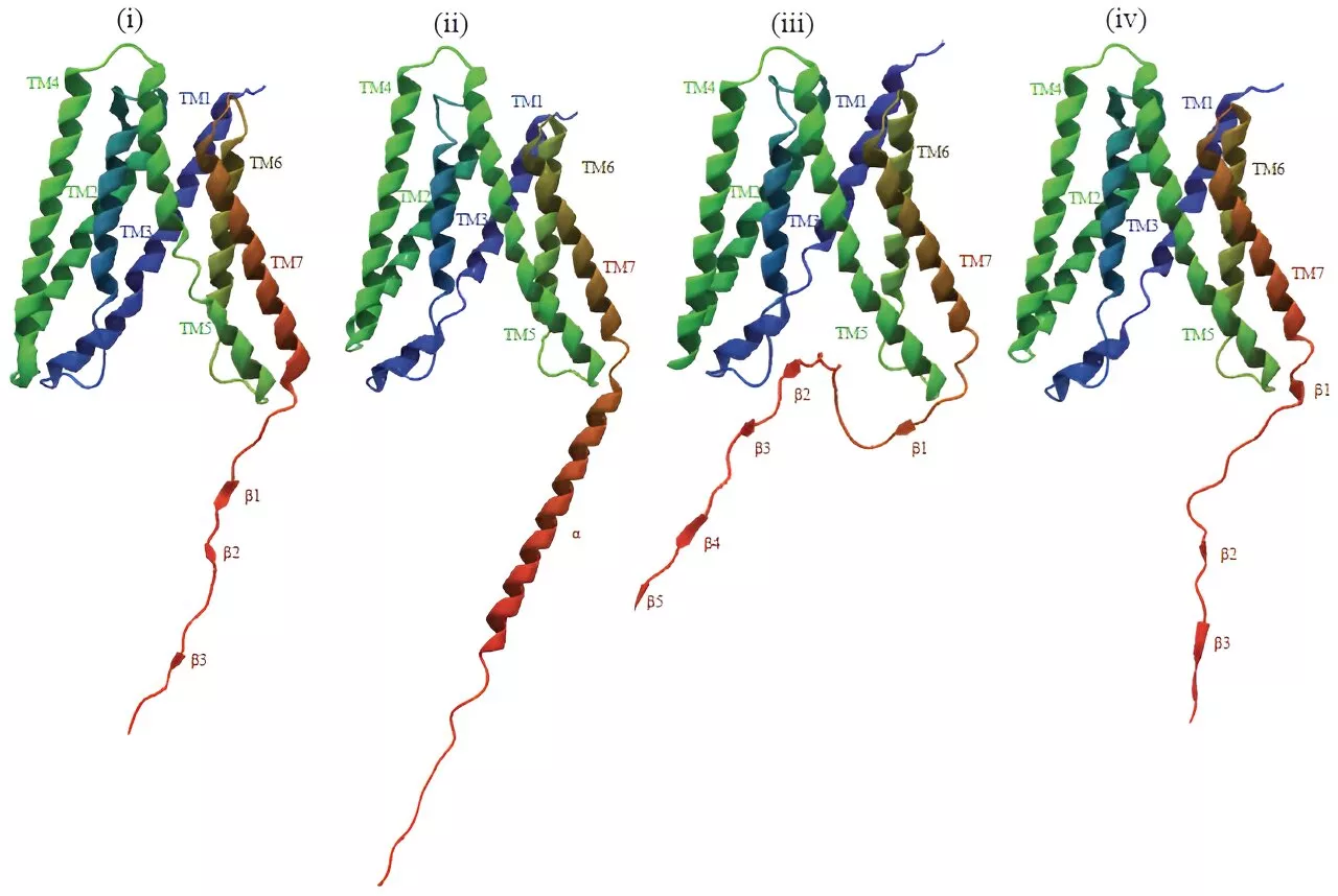 Savoring the sweetness: Unraveling pineapple's SWEET10 as a glucose transporter