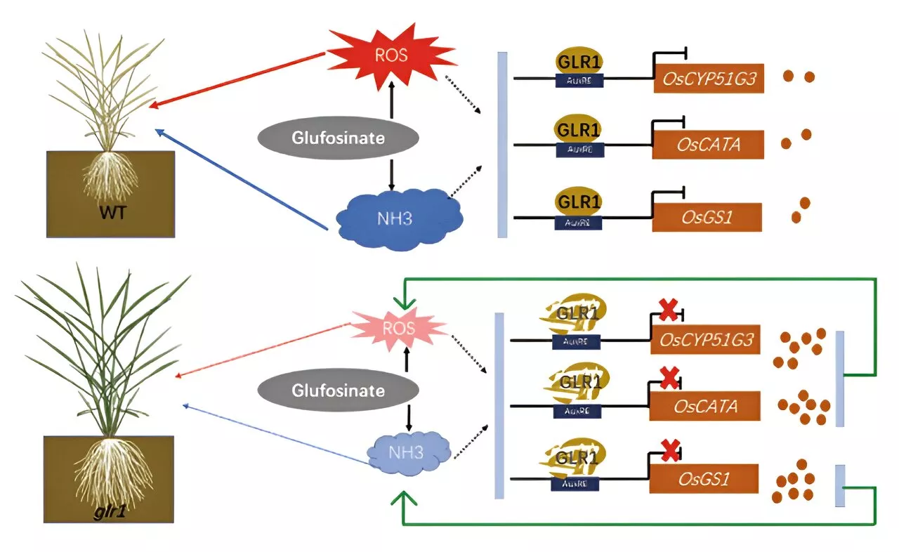 Scientists clone novel gene responsible for glufosinate resistance in rice