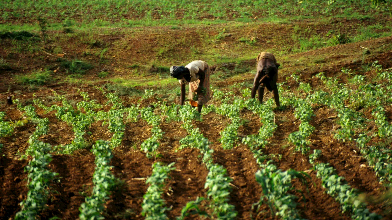 Afrique économie - Insécurité au Sahel: comment relancer la filière agricole