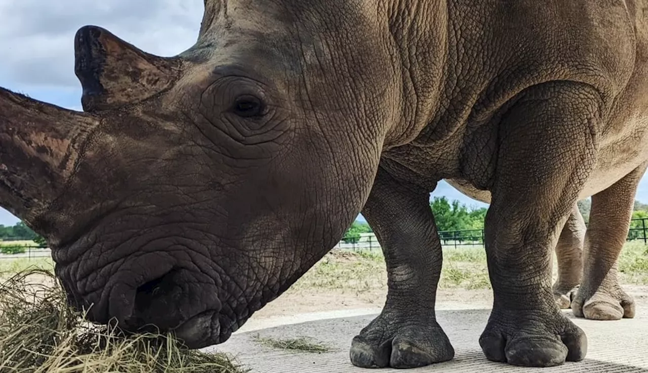 Winery north of San Antonio holding gala to aid in rhino conservation