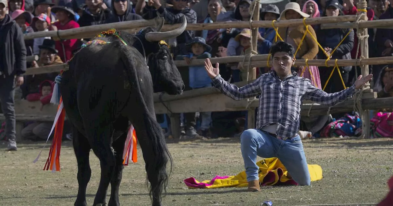 La lidia de toros sobrevive en pueblos del altiplano boliviano