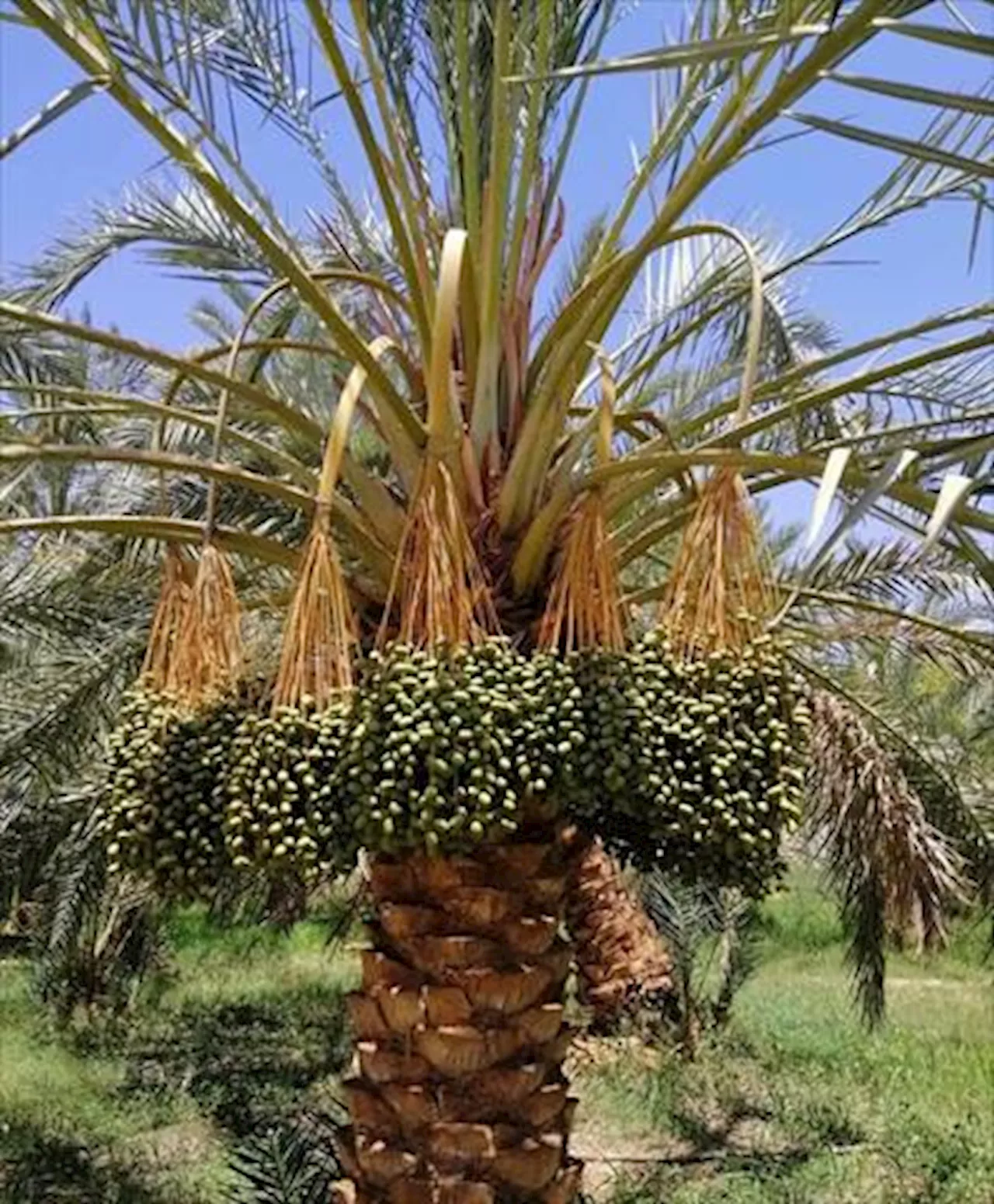 زراعة الوادي الجديد تحذر المزارعين من ترك مخلفات النخيل المسببة للحرائق داخل الحقول