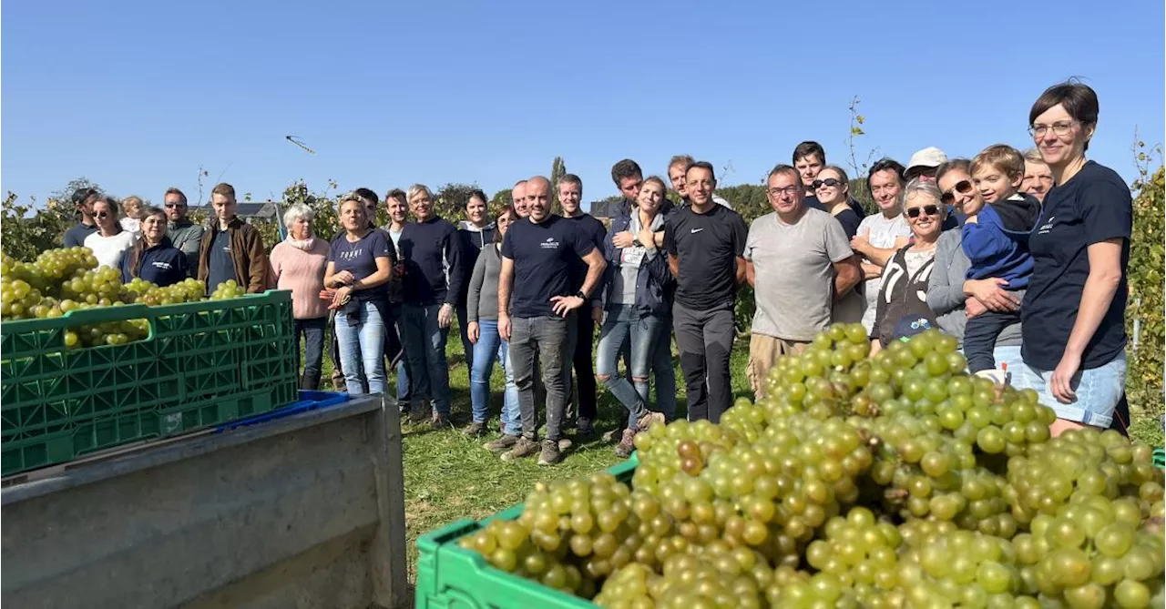 Les premières vendanges du Vignole Prologue à Tinlot ont rassemblé 50 volontaires : « Au moins 4.000