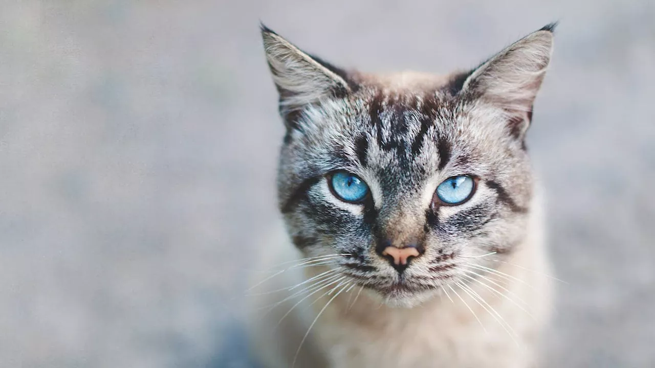 Warum sehen Katzen nachts besser als wir?