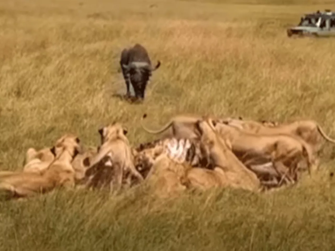 WATCH: Buffalo bull gores a lioness apart [VIDEO]