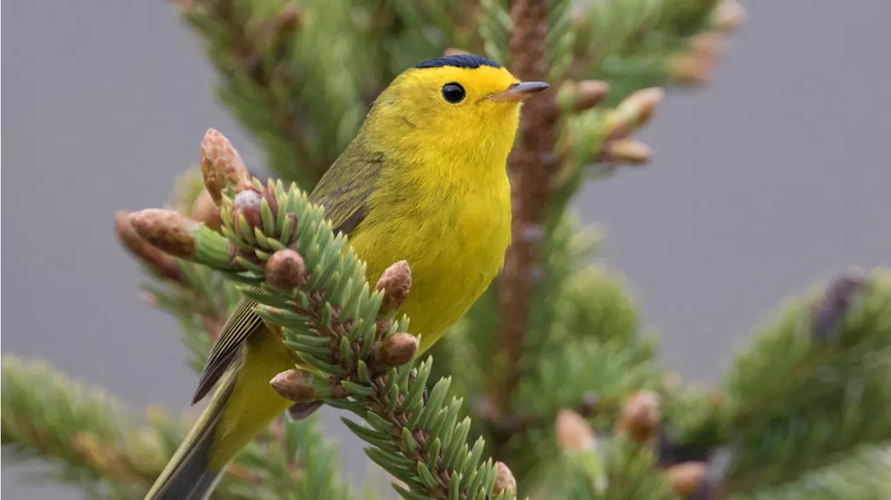 Ornithological society to rename dozens of birds — and stop naming them after people