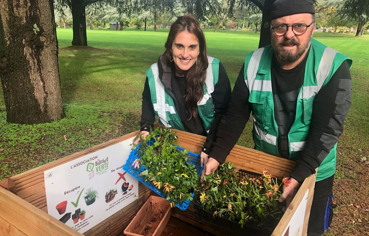 Toussaint à Nantes : Ils sauvent les plantes mortes-vivantes qui ont fané sur les tombes