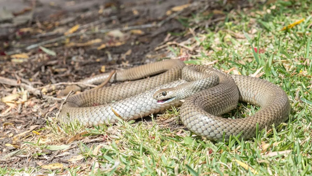 Snake Handler Attacked While Rescuing Injured Reptile