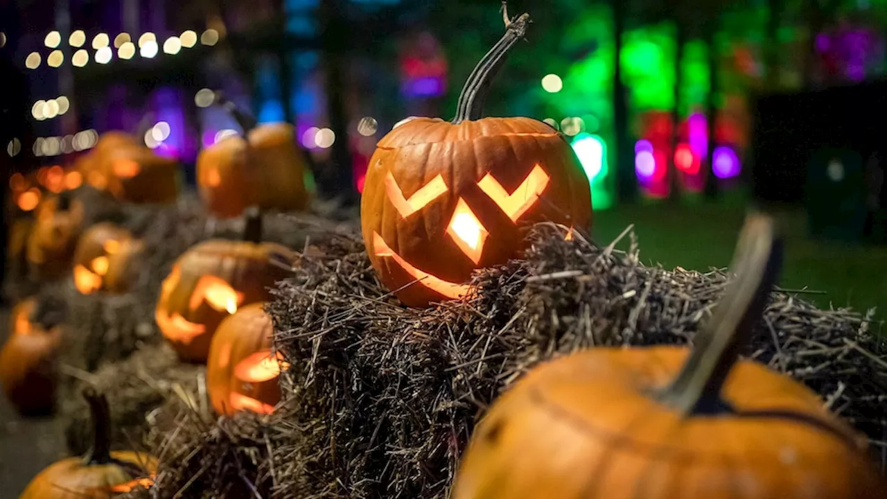 How to sustainably discard pumpkins, other organic fall decorations once the holidays are over