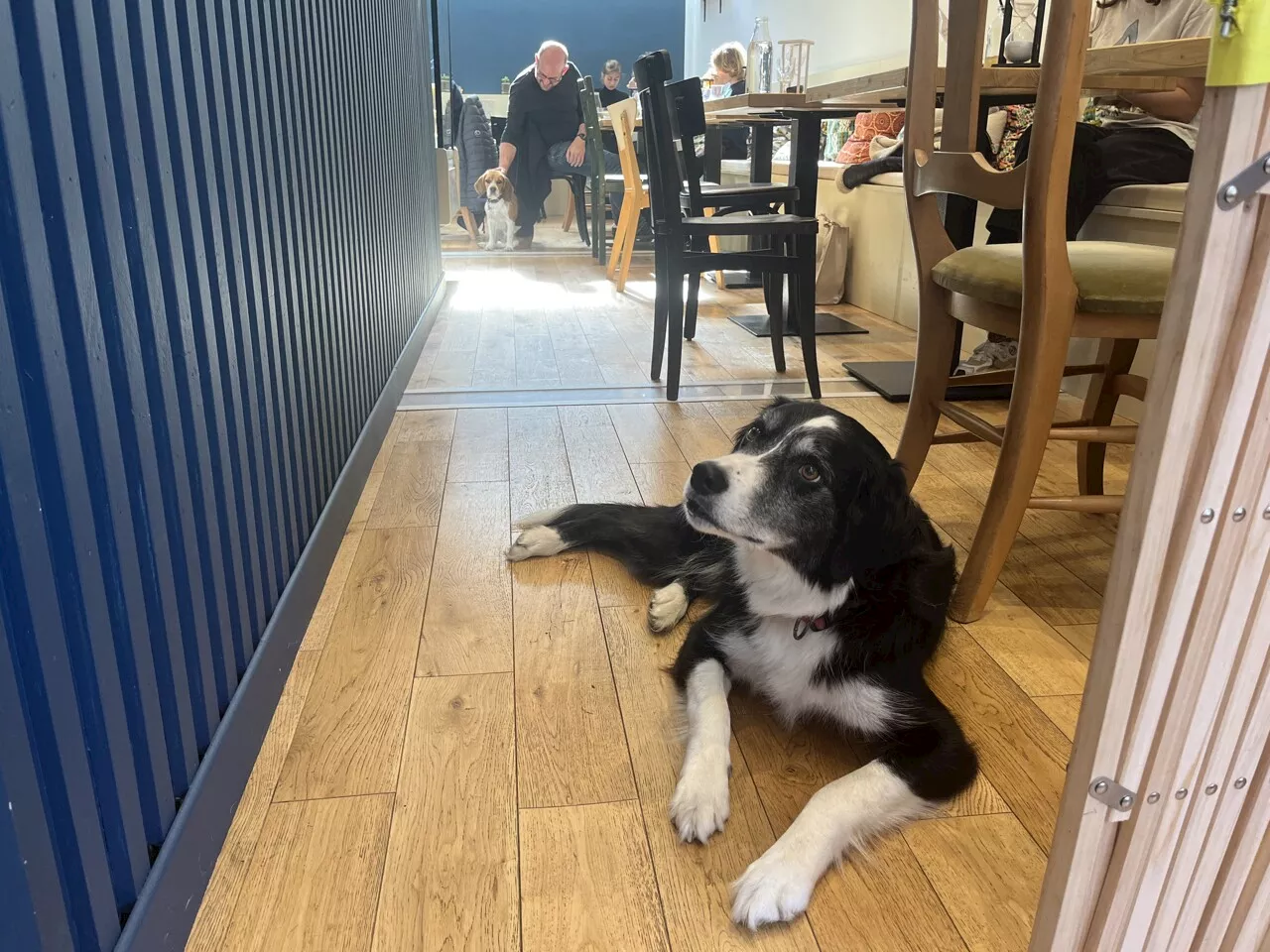 Un café-chiens ouvre ses portes à Toulouse, une première en Occitanie