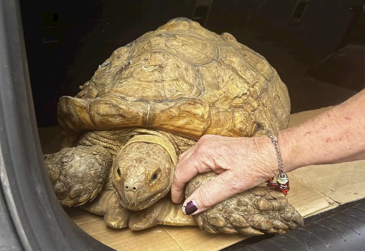 African tortoise found 5 miles from Florida home, 3 years after it went missing