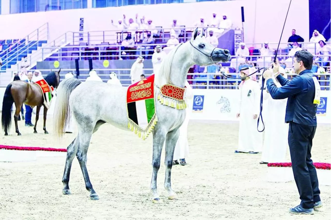 296 جواداً تشارك في مهرجان الشارقة للجواد العربي