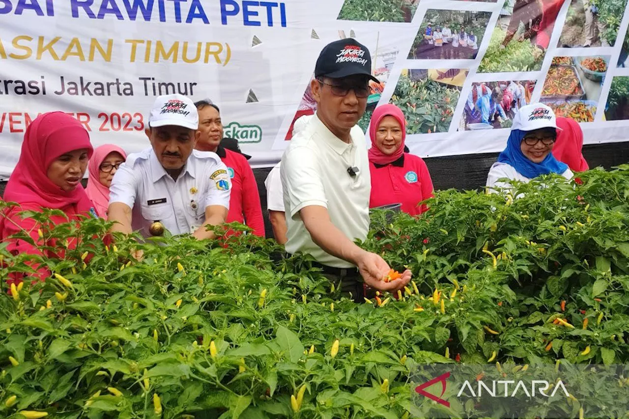 Harga cabai tinggi, Penjabat Gubernur DKI panen raya cabai di Jaktim