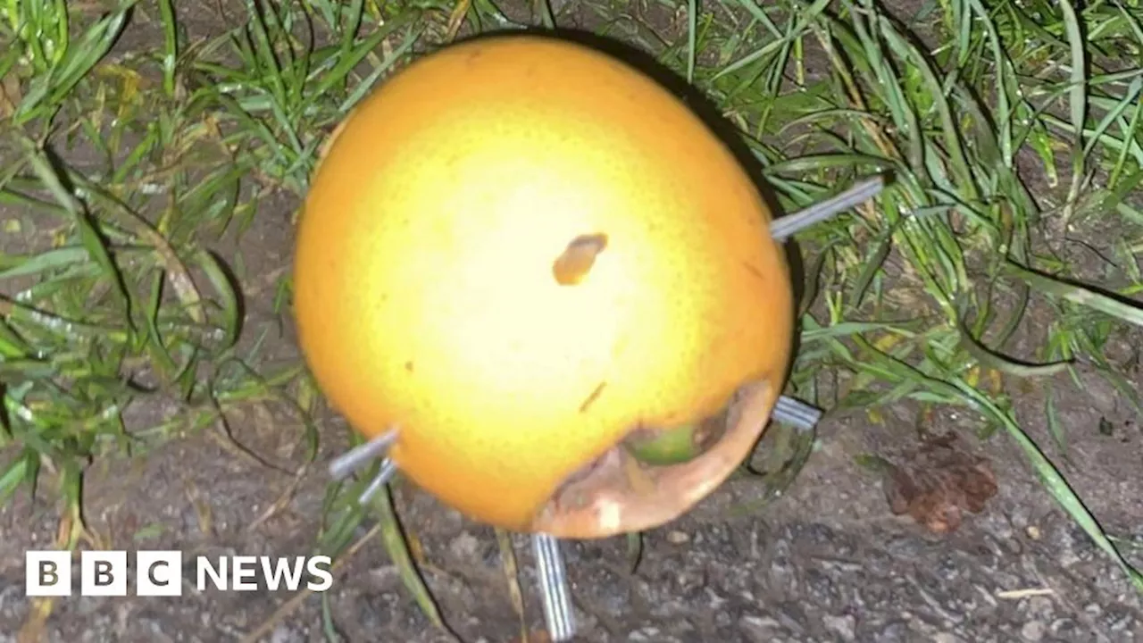 Barnsley woman warns dog walkers after fruit found spiked with blades