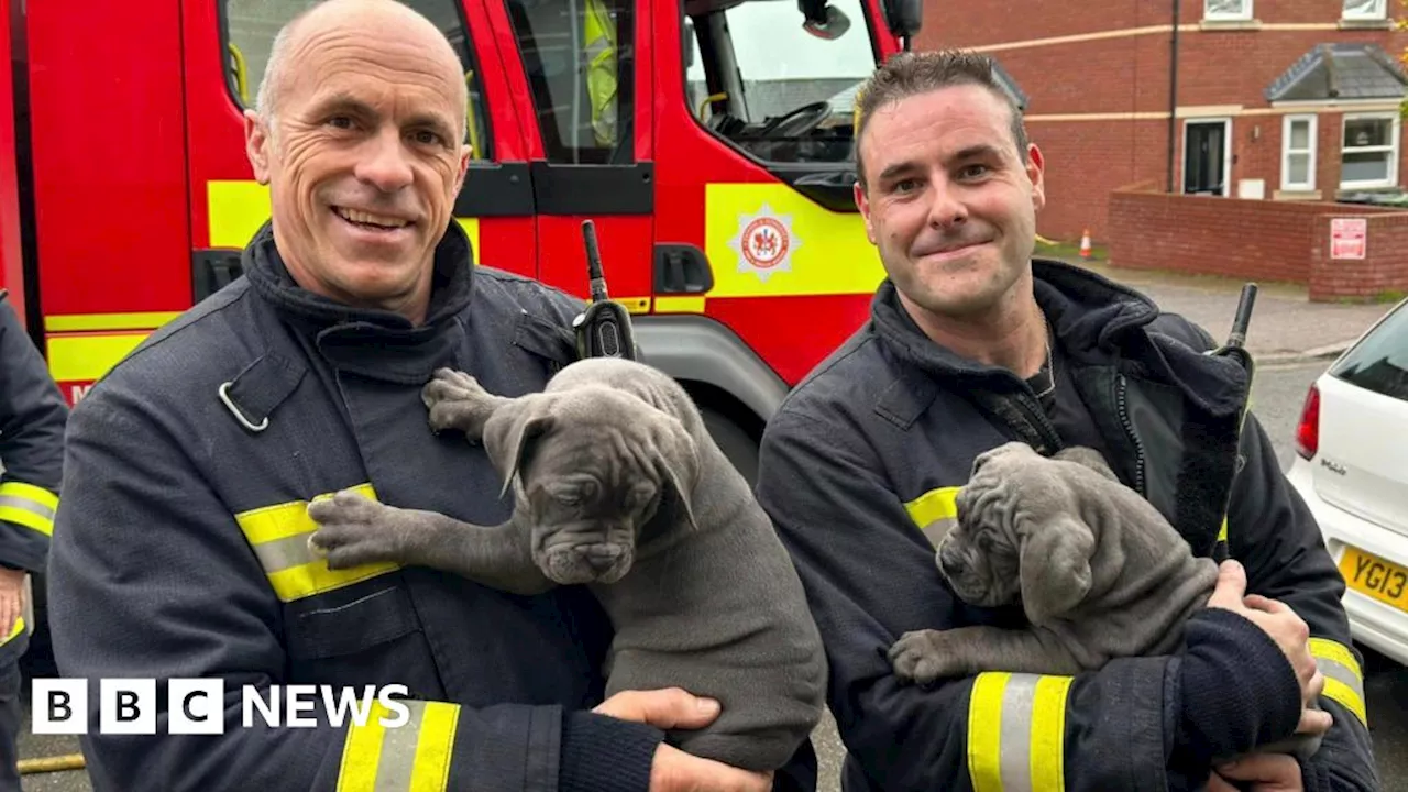 Firefighters Rescue Puppies and Mother from Flat Fire in Exeter