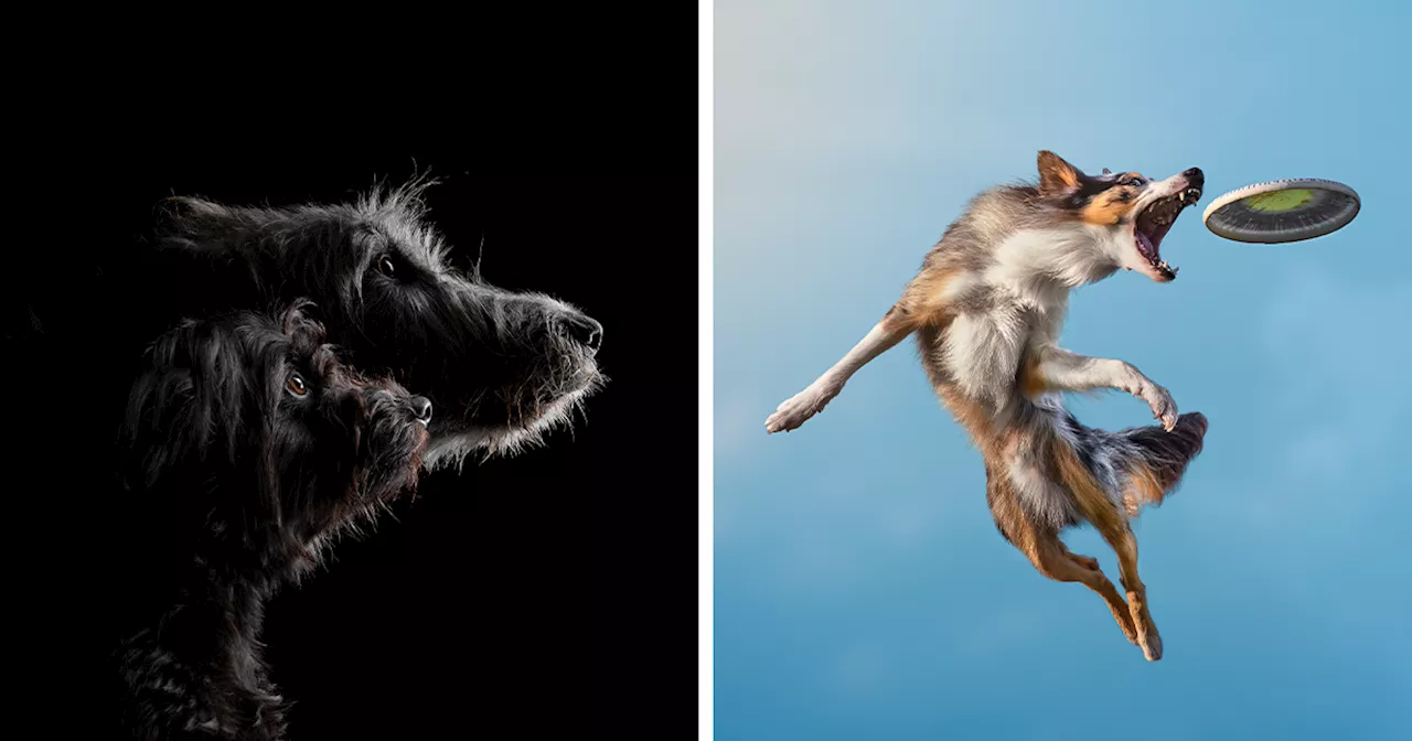 Winners of the Dog Photography Awards 2021 Announced