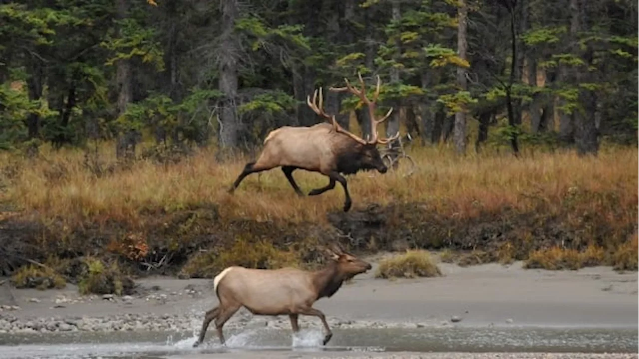 Alberta First Nation calls for access to Jasper National Park, saying they were evicted