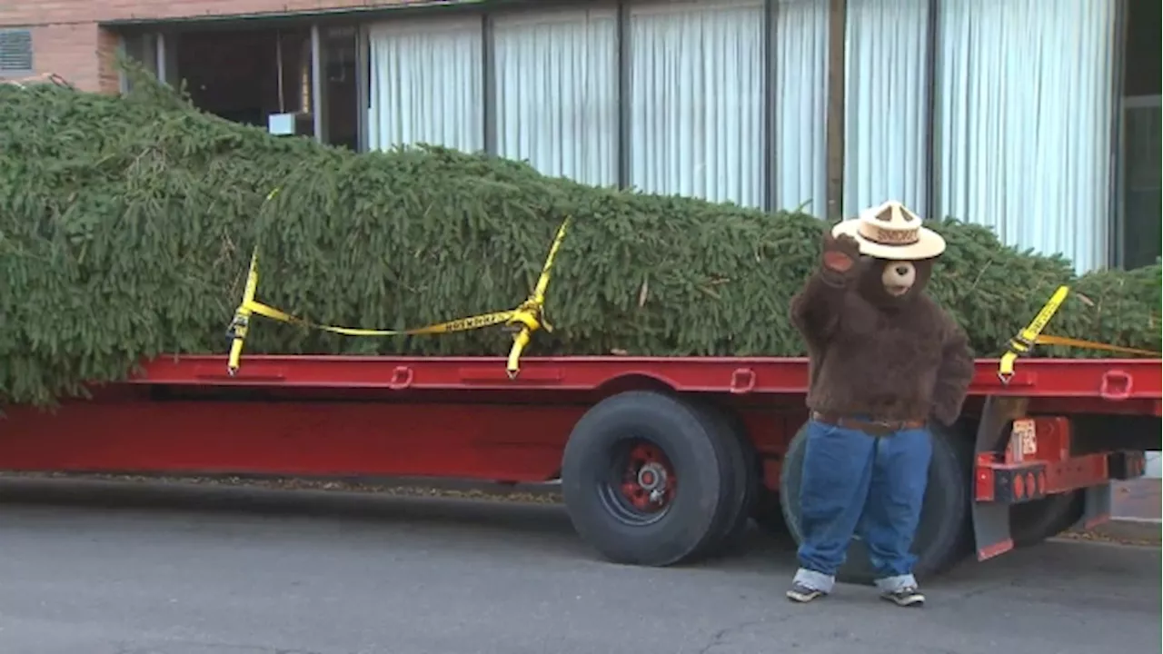 Distillery Winter Village to feature its 'tallest' Christmas tree