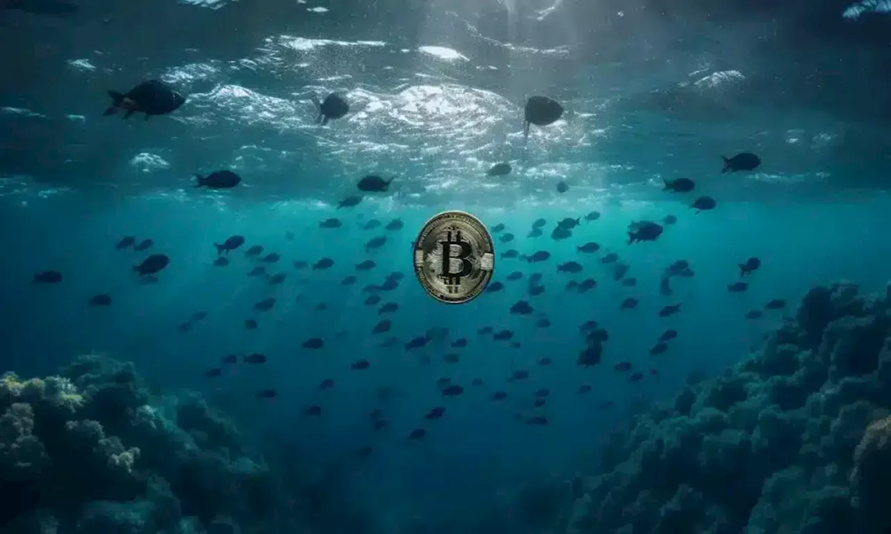 Bitcoin whales rack up $600 mln BTC in 7 days