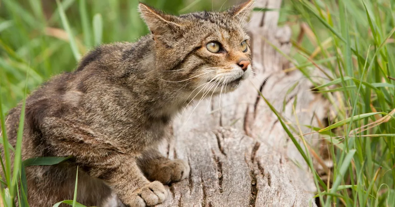 The iconic Scottish animals at risk of extinction as numbers dwindle