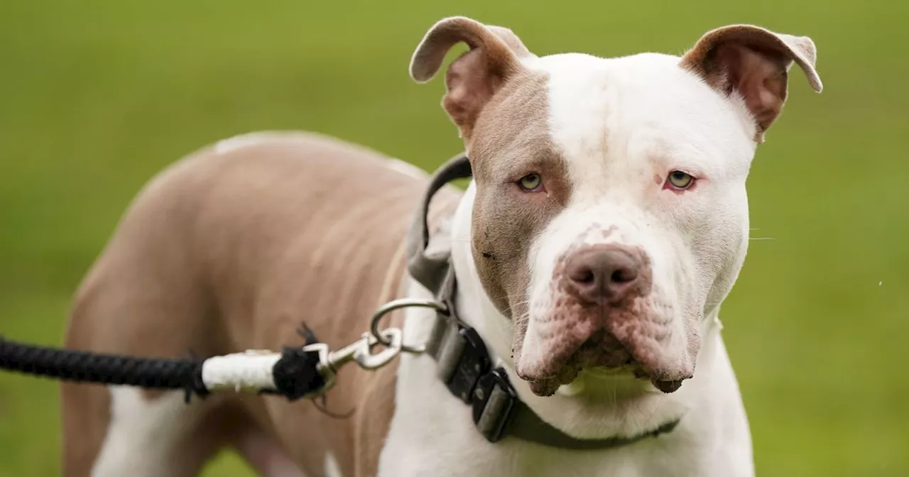 XL bully owner wants new laws to 'weed out irresponsible owners'