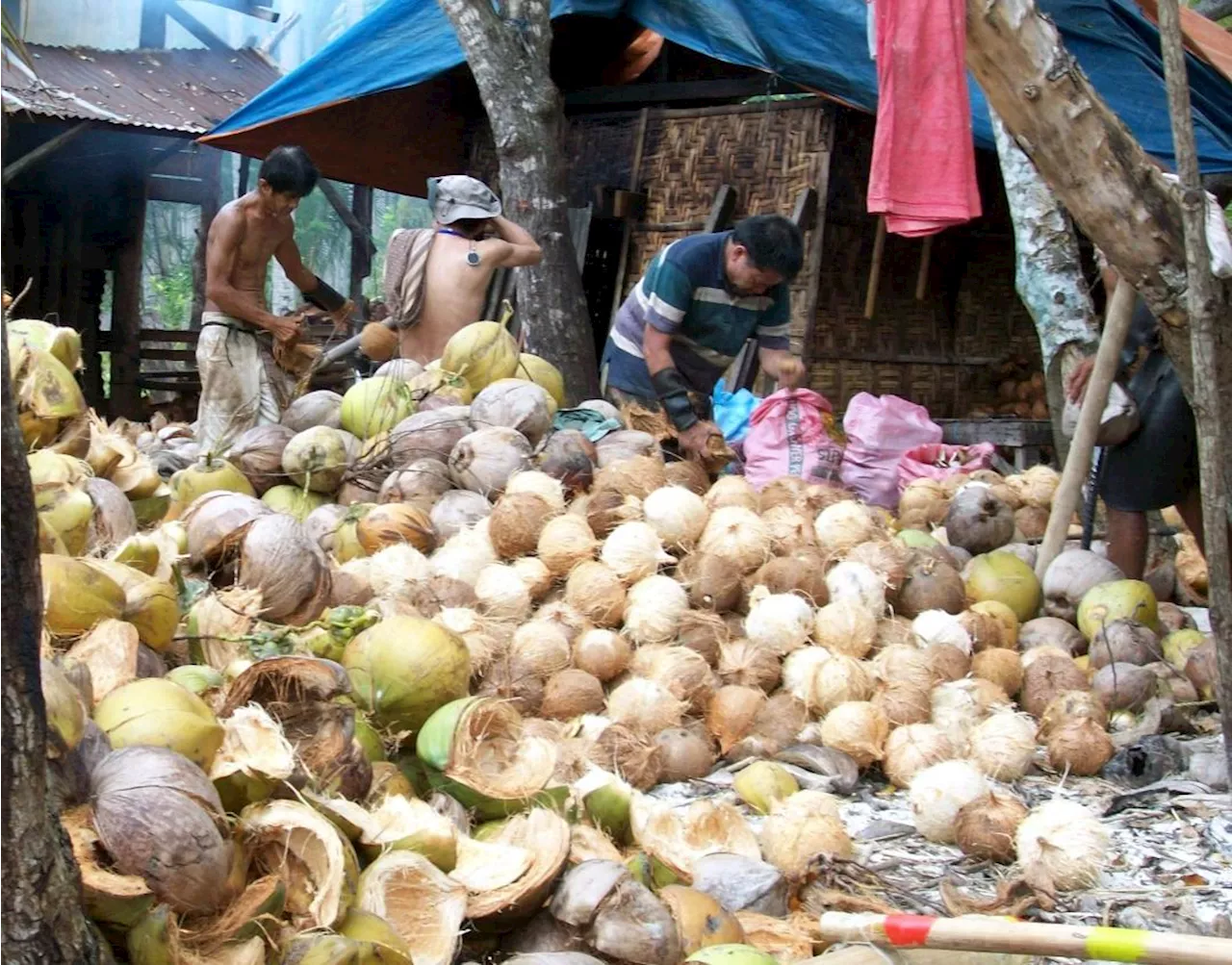 AGRITRENDS: Bringing back the golden days of coconut industry