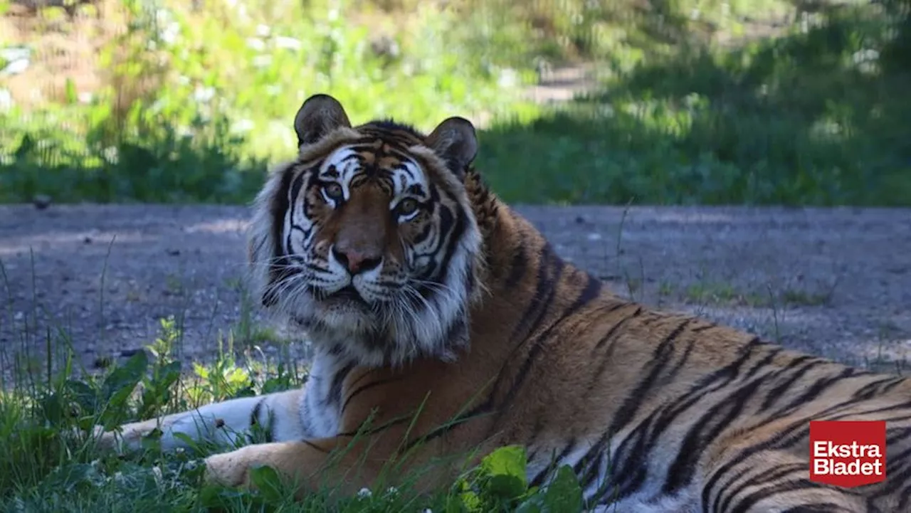 Cirkustiger aflivet i dansk safaripark