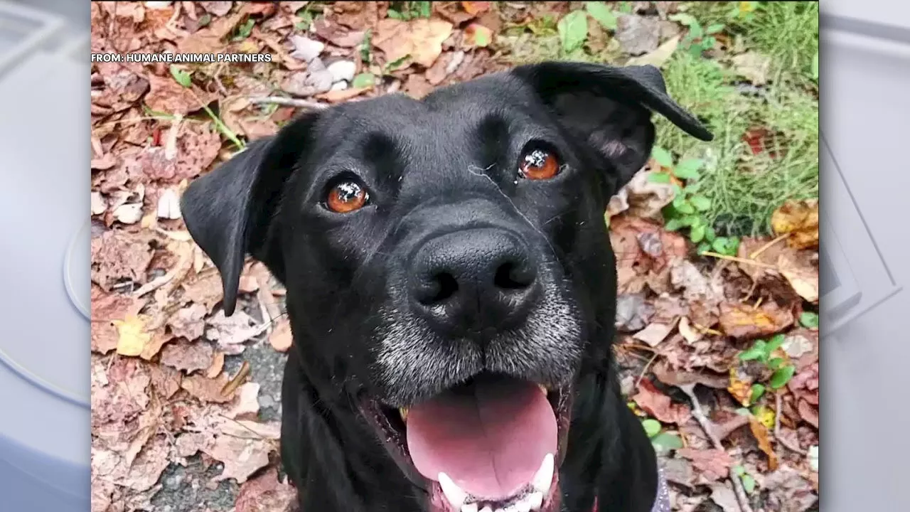 Dog living in local shelter for more than 1,000 days finally finds forever home