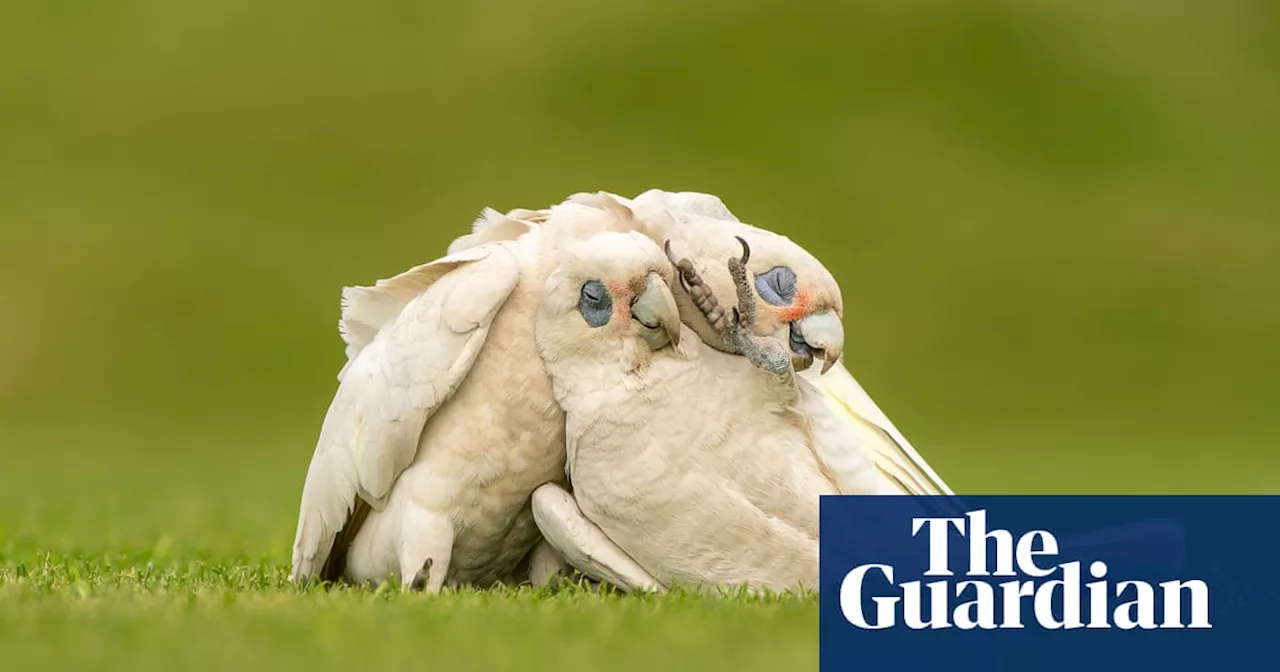 The 2023 BirdLife Australia photography awards