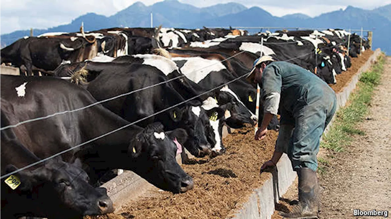 Kaduna govt lauds investment in local dairy sector